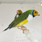 Lady Gouldian Finch - Orange Head Green Back - Image 2