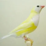 Lady Gouldian Finch - Orange Head Green Back