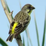 Lemon Breasted Canary