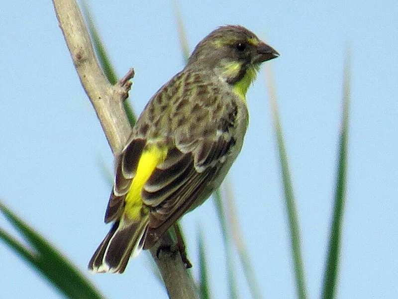 lemon-breasted-canary-131649 Lemon Breasted Canary - Image 1