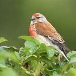 Linnet Finch