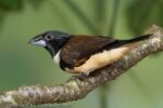 Magpie Manakin - Image 2
