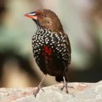 Painted Finch - Image 2