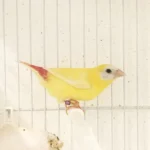 Parrot Finch Blue Face Lutino
