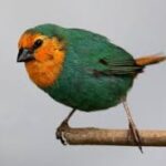 Parrot Finch Sea Green