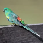 Parrot Red Rump