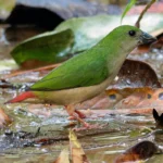 Pin-tailed Parrotfinch Pair - Image 2