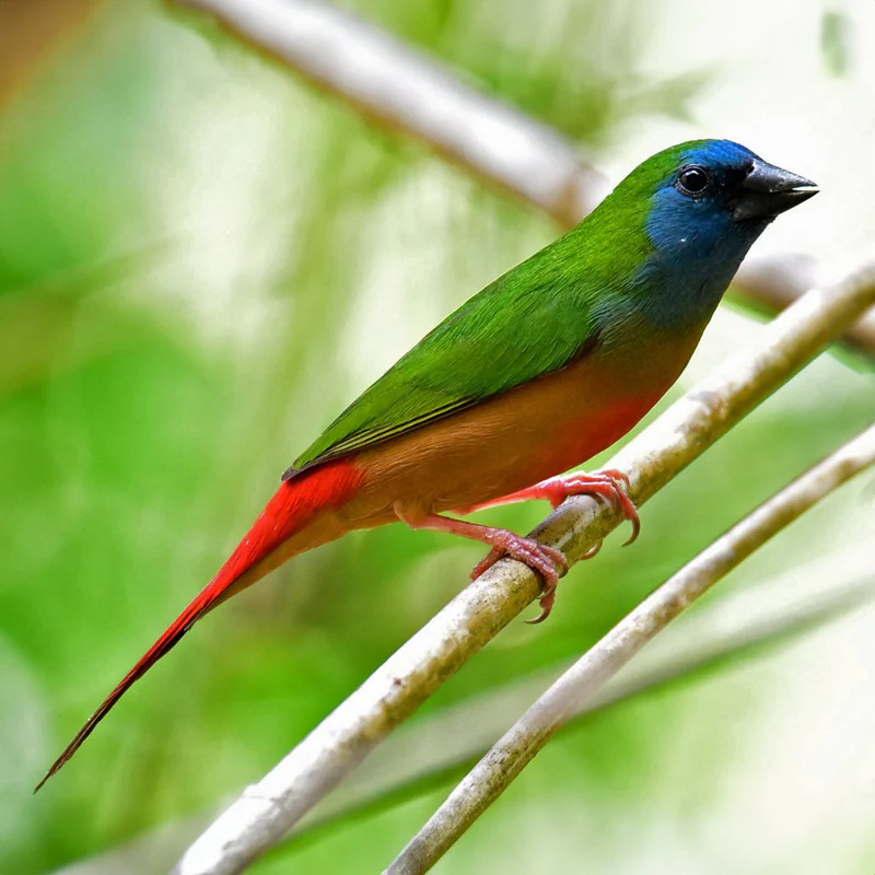 pin-tailed-parrotfinch-pair-812061 Pin-tailed Parrotfinch Pair - Image 1