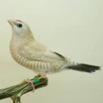 Cherry Finch Plum Head Fawn