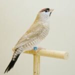 Cherry Finch Plum Head Fawn - Image 2