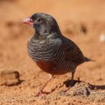 Quail Finch