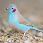 Red Cheeks Cordon Blue Waxbill