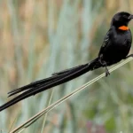 Red-Collared Widowbird