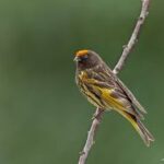 Red-Fronted Serin