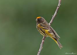 red-fronted-serin-100078 Red-Fronted Serin - Image 1