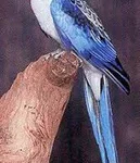 Rosella Crimson Blue