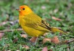Saffron Finch - Image 2