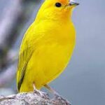 Saffron Finch