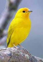 Saffron Finch