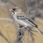 Scaly-Feathered Weaver