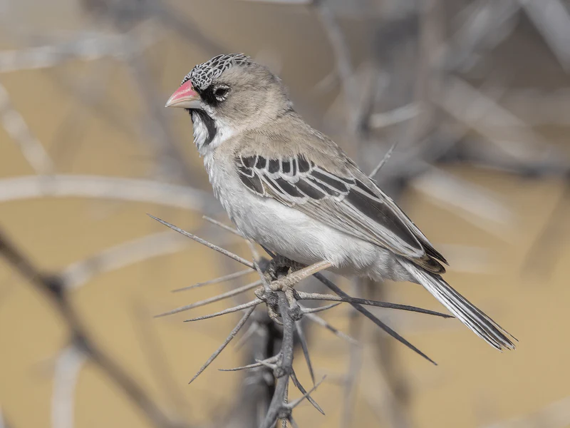 scaly-feathered-weaver-9728198 Scaly-Feathered Weaver - Image 1
