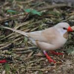 Shaft-Tail Finch Fawn