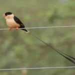 Shaft-Tailed Whydah