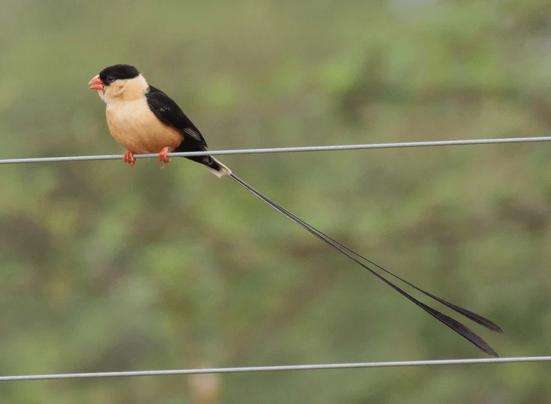 shaft-tailed-whydah-1263357 Chestnut-Breasted Mannikin Finch - Image 1