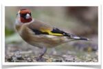 Siberian Goldfinch - Image 2