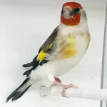 Siberian GoldFinch Mutation
