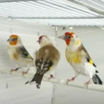 Siberian GoldFinch Mutation - Image 2