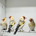 Siberian Goldfinch Mutation Orange Face XL - Image 2