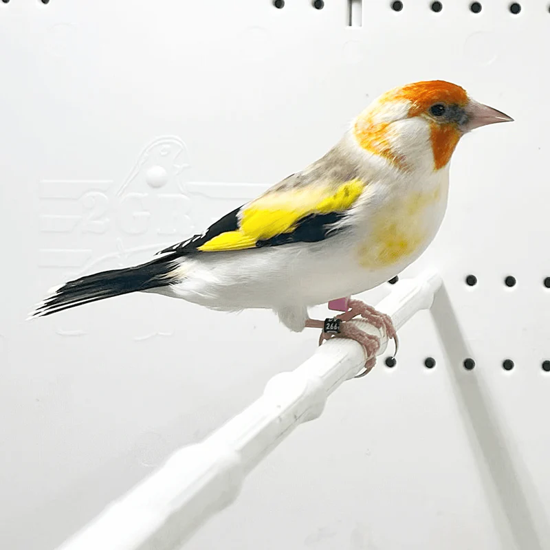siberian-goldfinch-mutation-orange-face-xl-6791243 Siberian Goldfinch Mutation Orange Face XL - Image 1