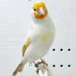 Siberian Goldfinch Satinet Mutation