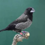 Society Finch – European – Black Grey