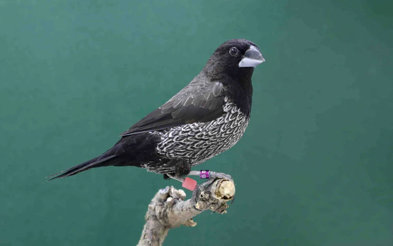 society-finch-european-black-grey-694180 Society Finch – European – Black Grey - Image 1