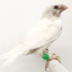 Society Finch White