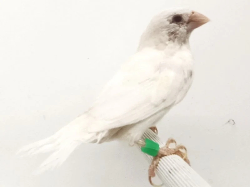 society-finch-white-898716 Society Finch White - Image 1