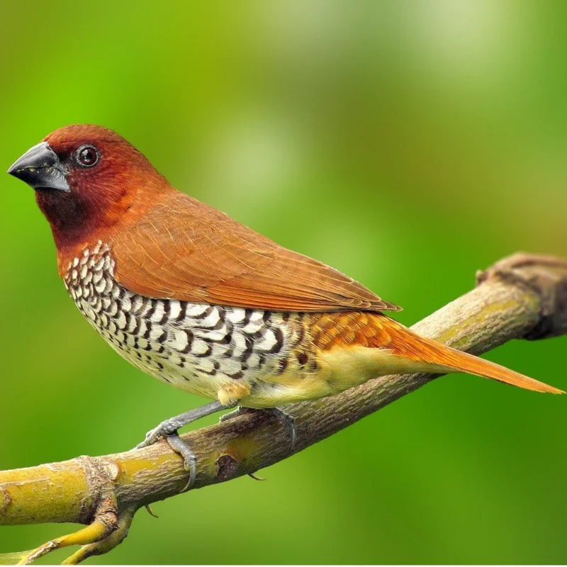 spice-finch-245033 Spice Finch - Image 1