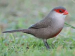 St Helena Waxbill Finch