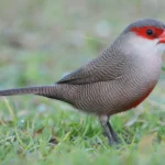 St Helena Waxbill Finch