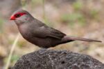 St Helena Waxbill Finch - Image 2