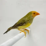 Star Finch - Image 2