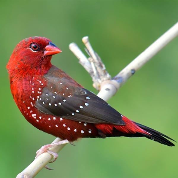 strawberry-finch-840235 Strawberry Finch - Image 1