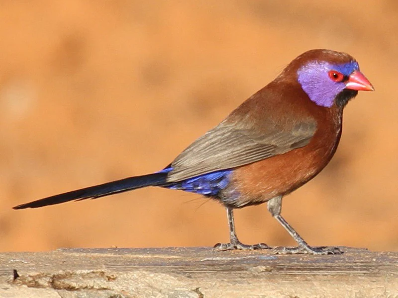 violets-ear-waxbill-248629 (1) Violets Ear Waxbill - Image 1