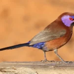 Violets Ear Waxbill