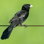 White Collared Widowbirds