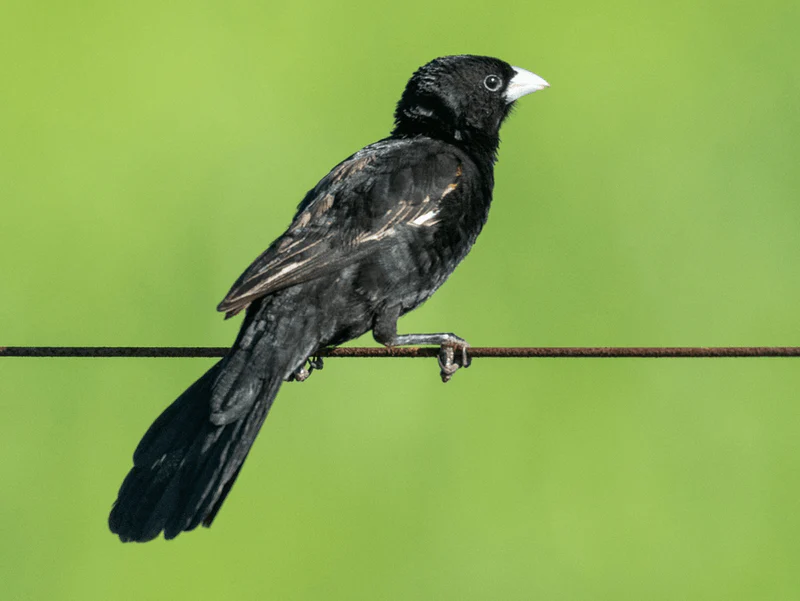 white-collared-widowbirds-8525177 White Collared Widowbirds - Image 1