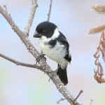Wing-barred Seedeater