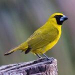 Yellow Green Grosbeak Finch
